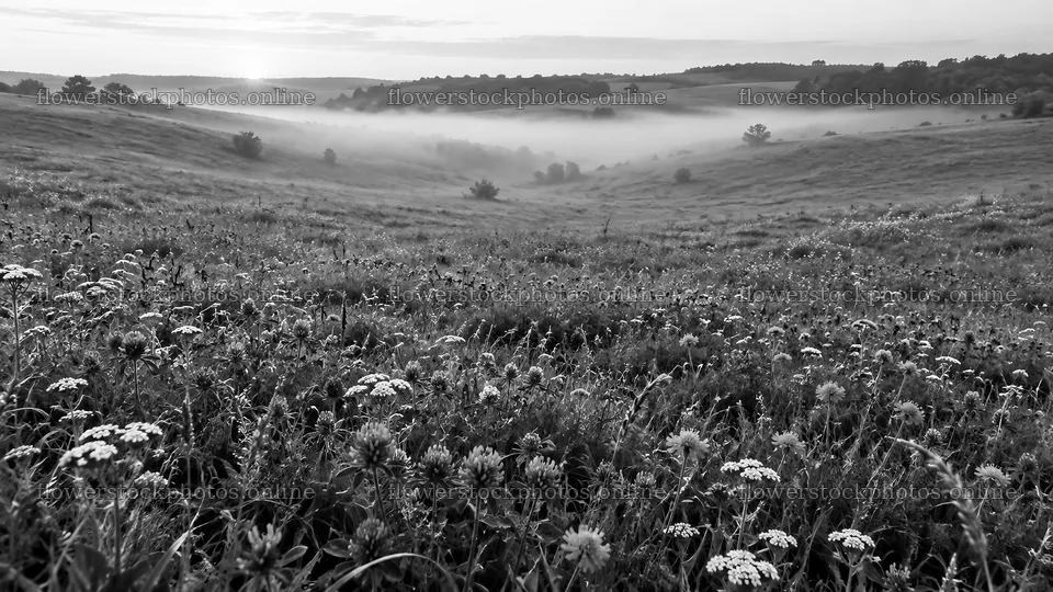 Black and White Meadow in Morning Mist – flower stock photos 10324x5812