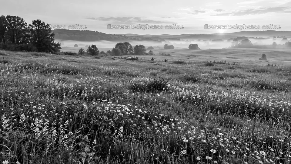 Monochrome Wildflower Meadow in Morning Mist – flower stock photos 10324x5812