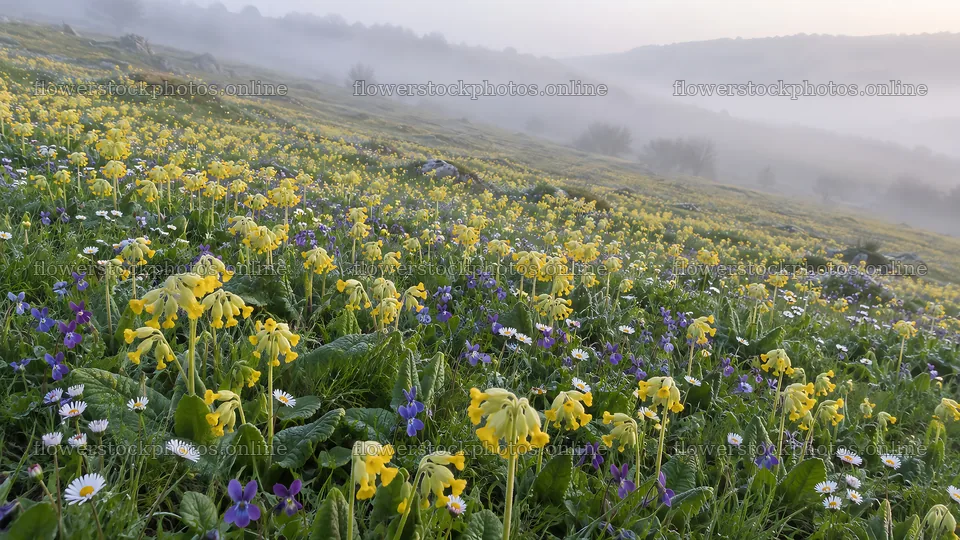 Wildflower Meadow in Morning Mist – flower stock photos 10324x5812
