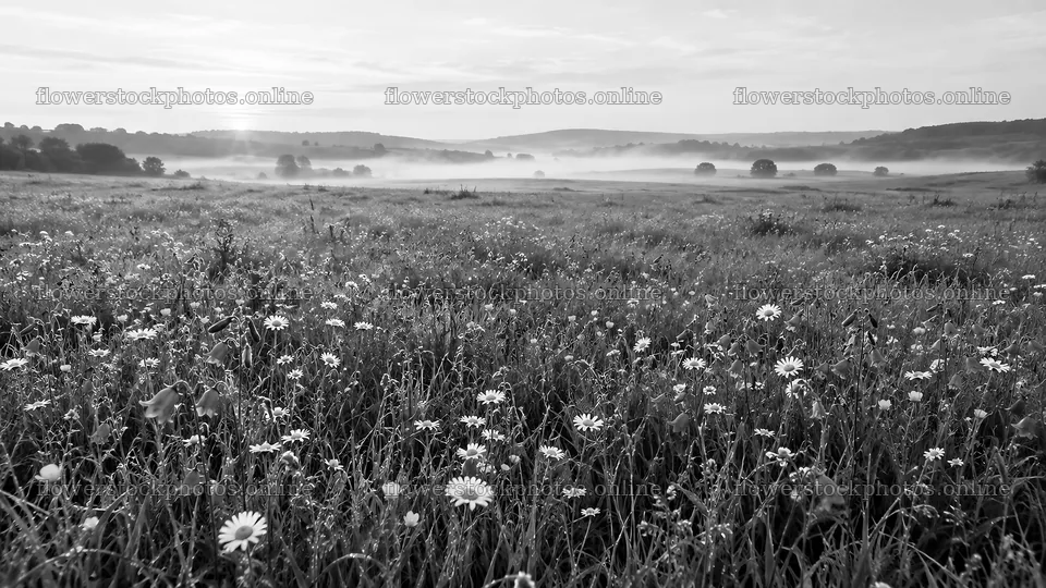 Wildflower Meadow in Morning Mist, Black and White – flower stock photos 10324x5812