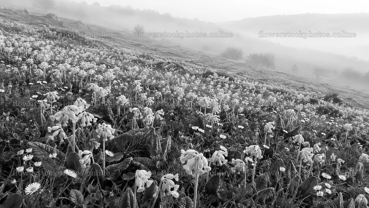 Wildflower Meadow in Morning Mist – flower stock photos 10324x5812
